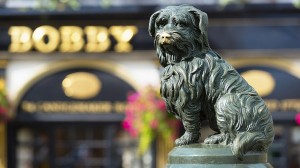 Extraordinary Dogs Around the World