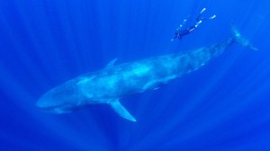 Alastair Miller in conversation with Wildlife Photographer, Amos Nachoum