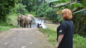 Join Downton Abbey star Lesley Nicol in conversation with Animals Asia’s Jill Robinson