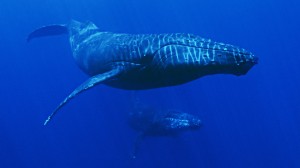 Learn about Hawaii’s marine life with naturalist Robin Petch