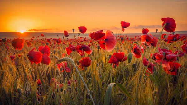 World War I, Ypres campaign with Viking Guest Speaker Anthony Coutts-Britton