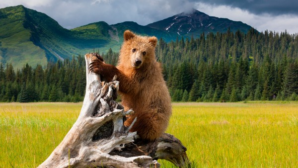 Learn about our Alaska & the Inside Passage  itinerary with Joost Ouendag 