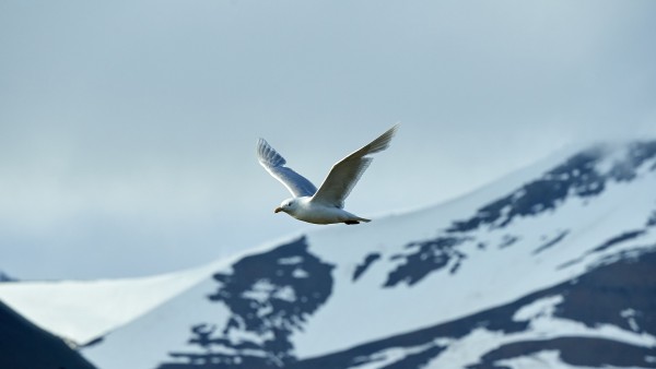 Witnessing wildlife in the Arctic and Antarctica with Dr. Damon Stanwell-Smith and James Lowen