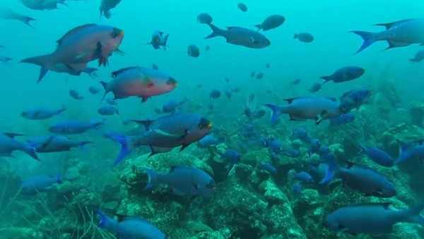 Explore Bermuda’s marine life with BIOS CEO, Dr. William Curry