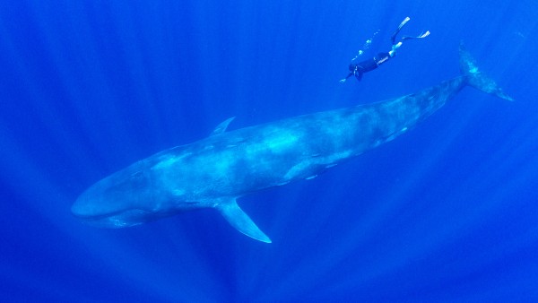 Alastair Miller in conversation with Wildlife Photographer, Amos Nachoum