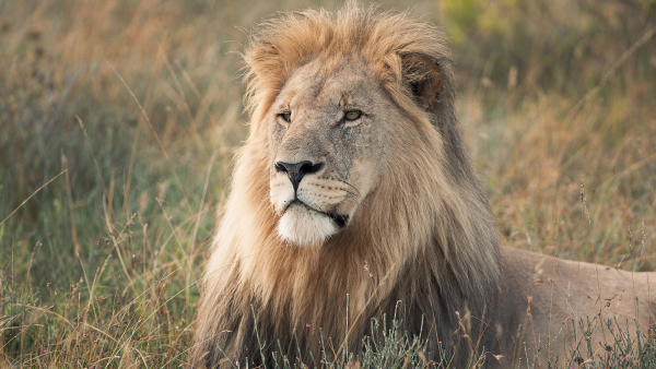 Anne Diamond learns about wildlife conservation with Will Travers of the Born Free Foundation