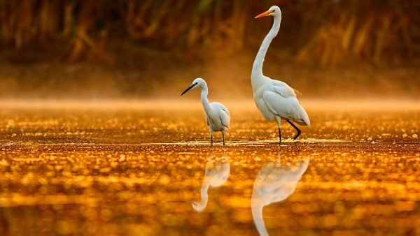 Get to know the bird species of the Mississippi Delta with our partners at the Cornell Lab of Ornithology