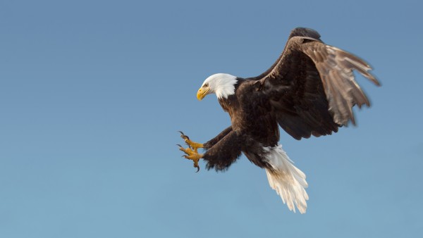 Journey to Sitka for a tour of the Alaska Raptor Center
