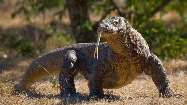 Explore the unique natural wonders of Komodo Island