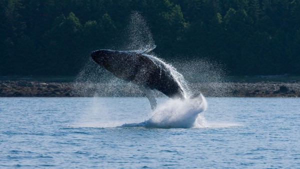 Encounter Alaskan wildlife in their natural habitat with naturalist Scott Ranger