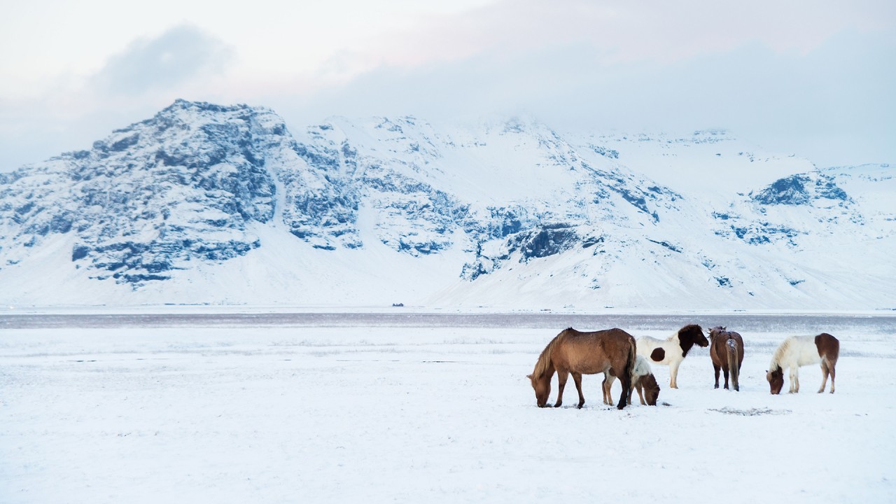Explore the Viking Age in Iceland with Dr. John Haywood)