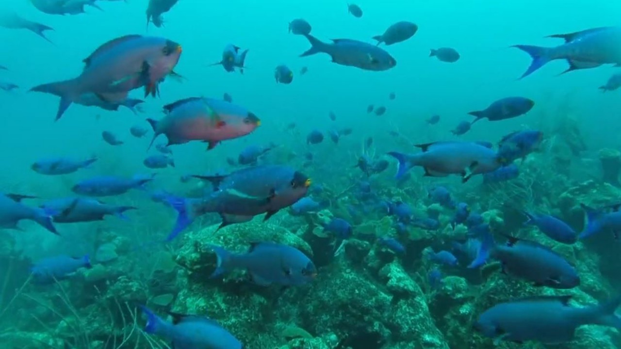 Explore Bermuda’s marine life with BIOS CEO, Dr. William Curry)