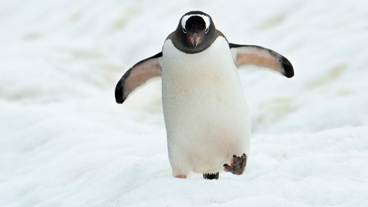 Joost Ouendag discusses his recent expedition to Antarctica)