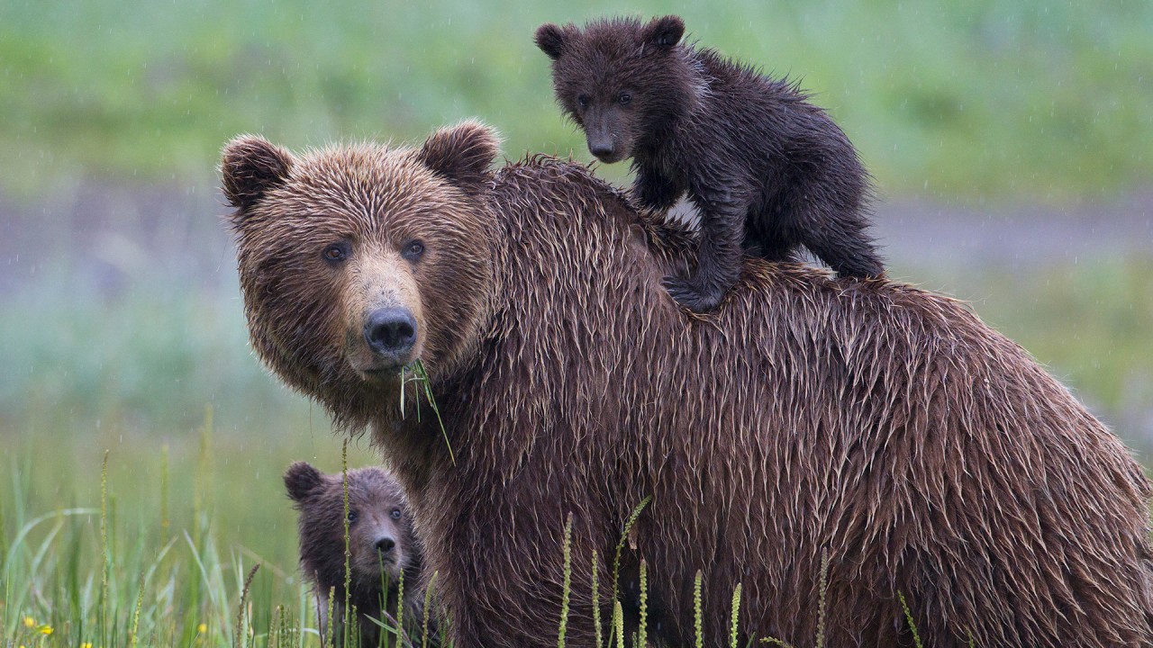 Explore our Alaska & the Inside Passage itinerary with Joost Ouendag)