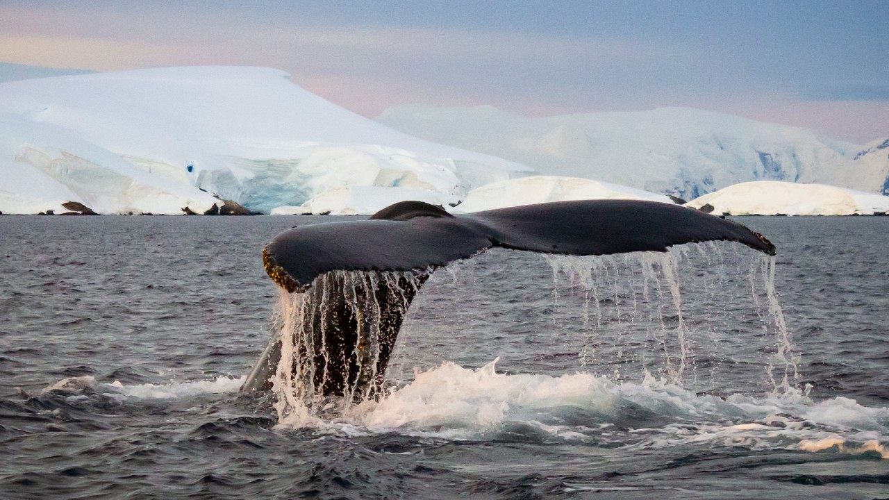 Explore our Longitudinal World Cruise I itinerary with Viking’s Dr. Damon Stanwell Smith, Jørn Henriksen and Aaron Lawton)