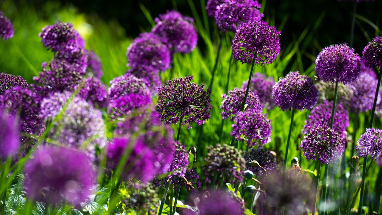 Learn about the language of flowers with guest lecturer Dr. Sandy Primrose)