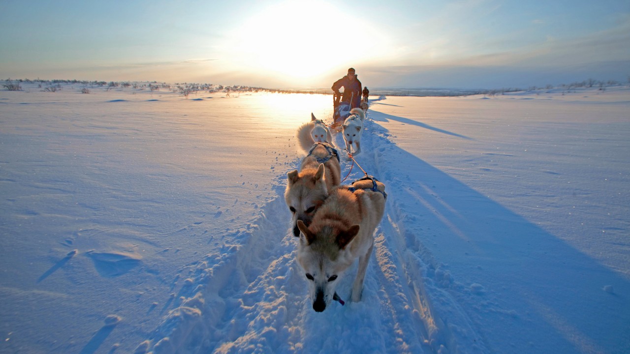 Go behind the sled to discover the challenges and rewards of dog driving in Antarctica with polar expert Nick Cox)