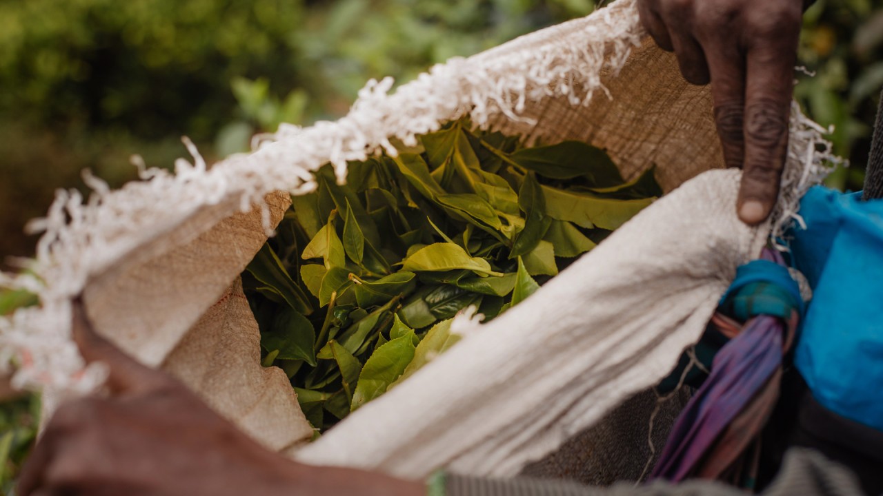 Alastair Miller in conversation with Dilhan and Malik Fernando of Dilmah Tea)