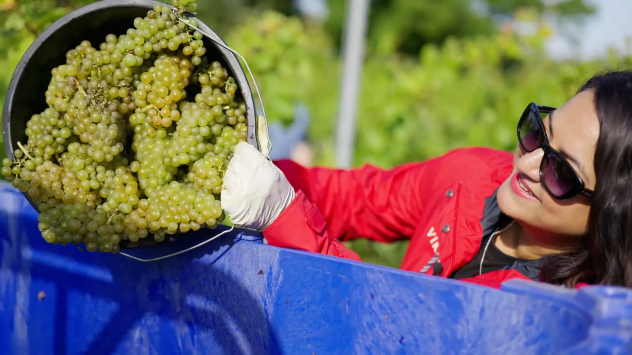 Discover the award-winning English wines of Oxney Organic Estate)