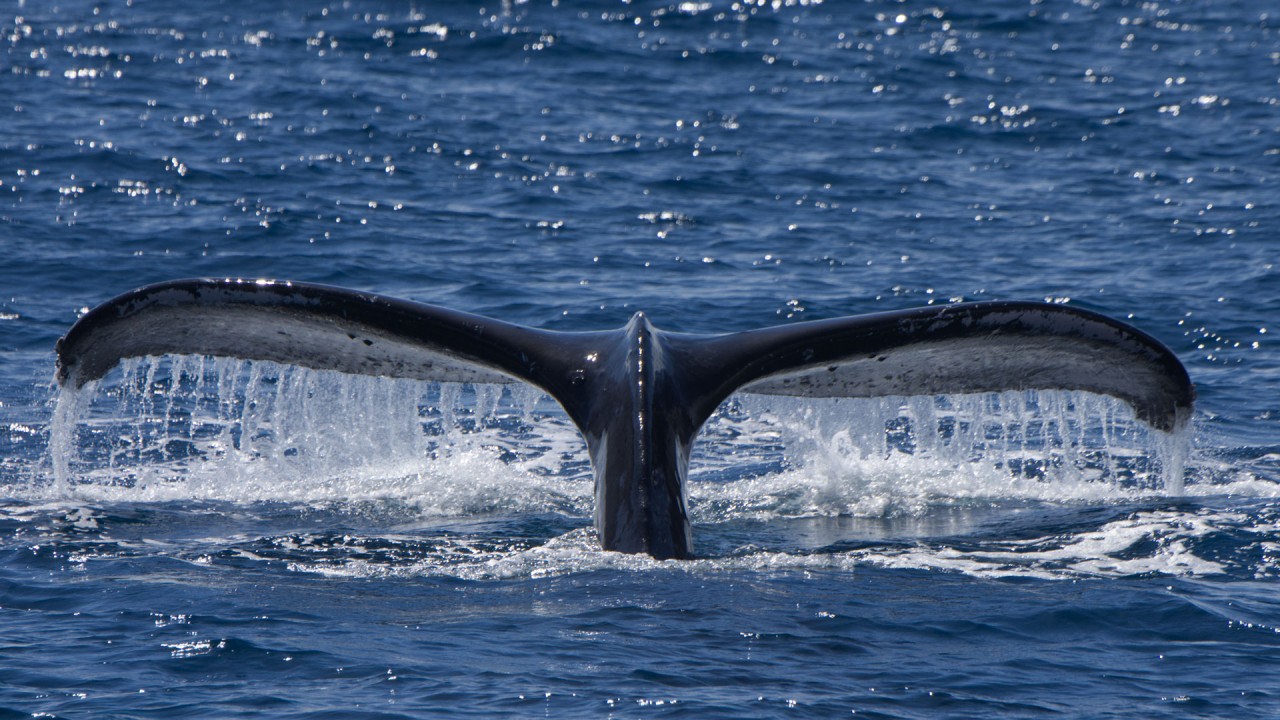 Anne Diamond interviews guest lecturer Robin Petch)