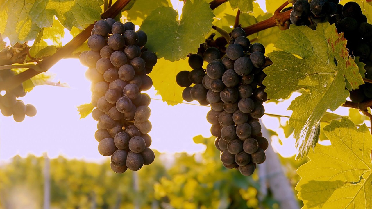 Karine Explores: A taste of Bordeaux’s tradition, wine and terroir)