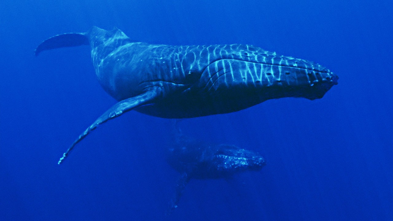 Learn about Hawaii’s marine life with naturalist Robin Petch)