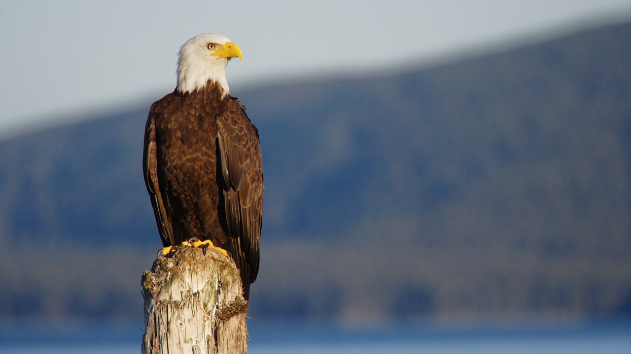 Encounter Alaskan wildlife with local guide Scott Ranger)
