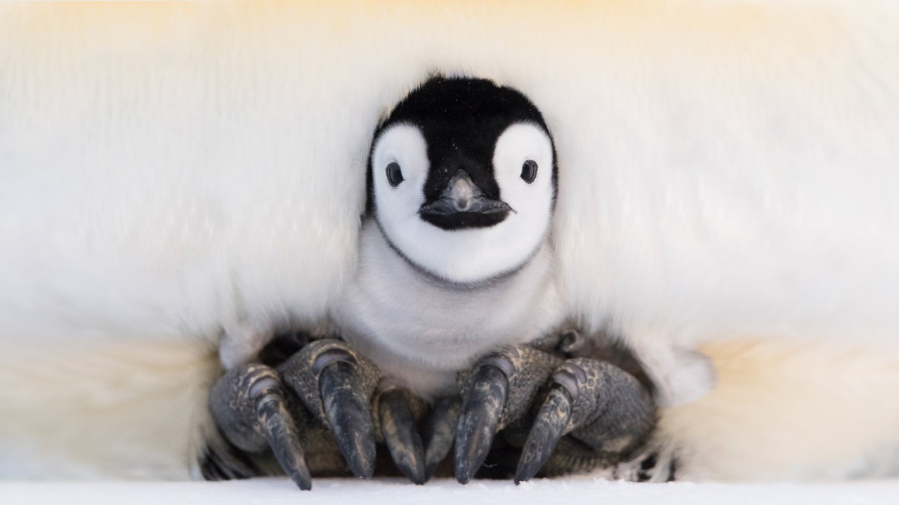 The Wonder Effect Experience